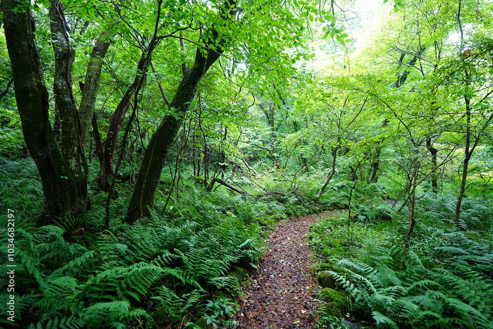 fine path through wild summer forest fine path through wild summer forest