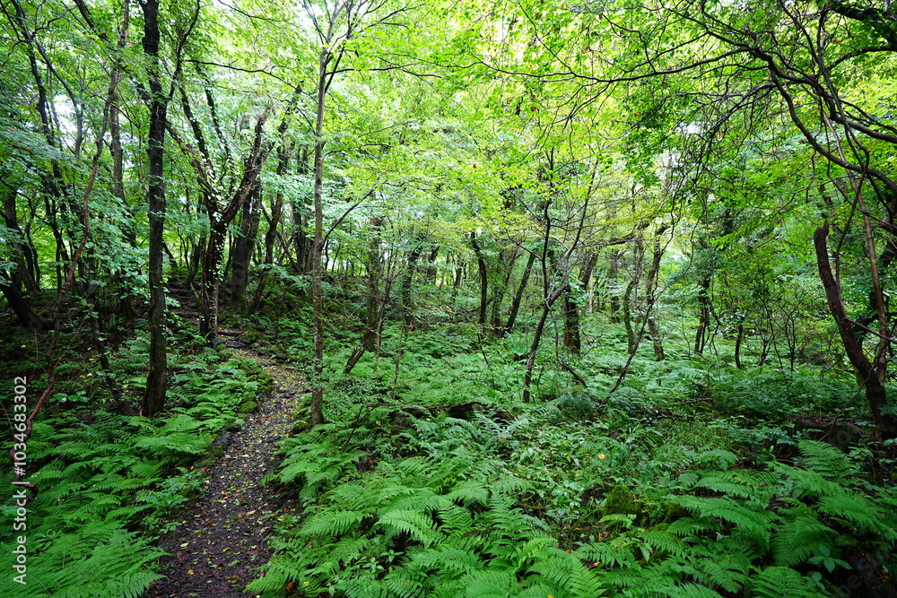 Fototapeta premium fine summer path through thick ferns