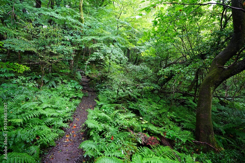mossy old trees and pathway in summer forest mossy old trees and pathway in summer forest