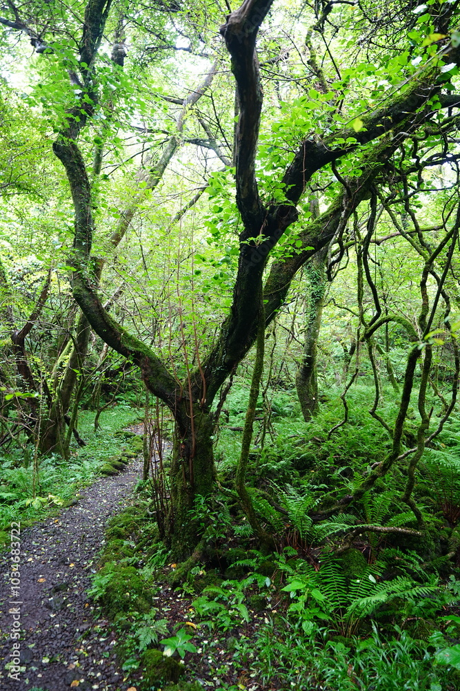 old trees and vines in wild forest
old trees and vines in wild forest