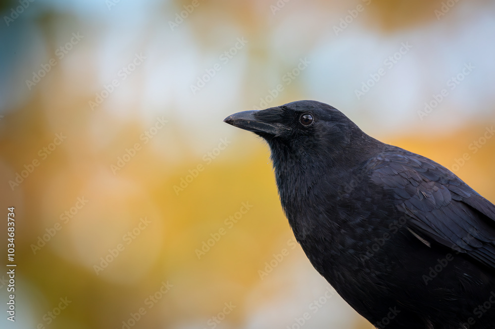 Naklejka premium crow on the ground