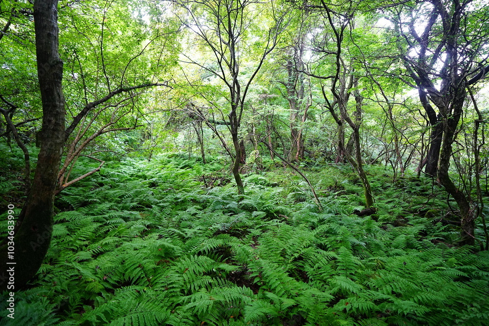 wild summer forest with thick ferns and old trees wild summer forest with thick ferns and old trees