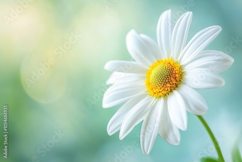 A macro shot of a delicate white daisy with a yellow center