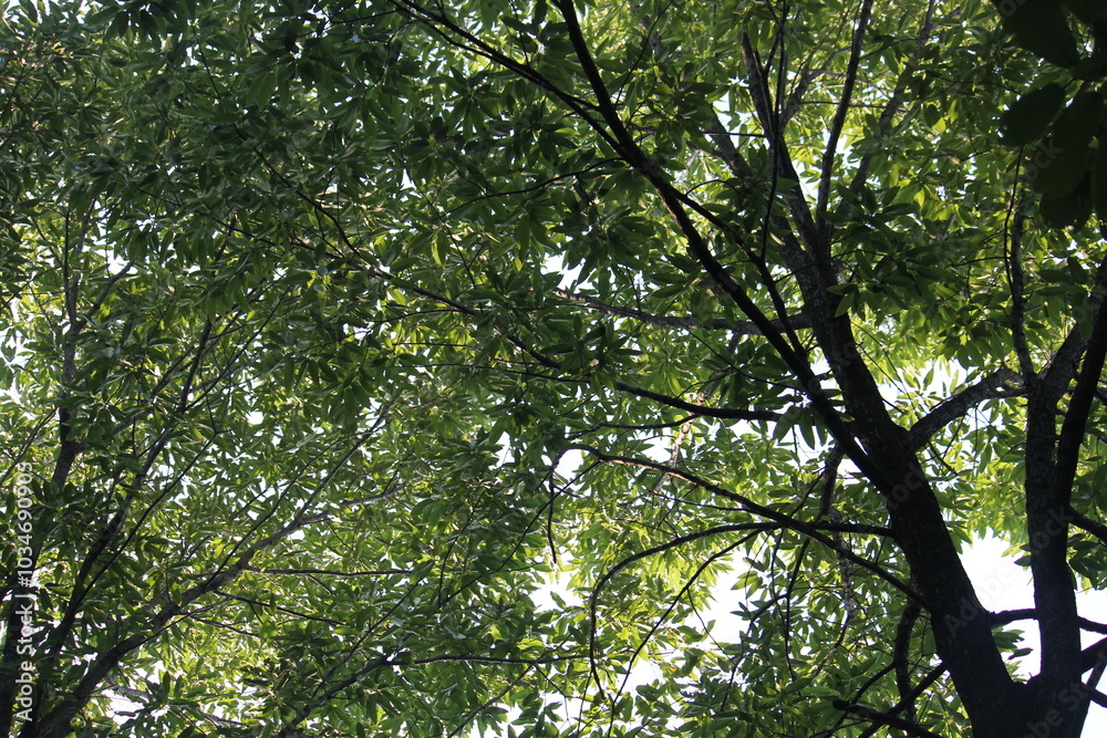 Image taken from below of the pine trees along the Deokjeong Park trail Image taken from below of the pine trees along the Deokjeong Park trail