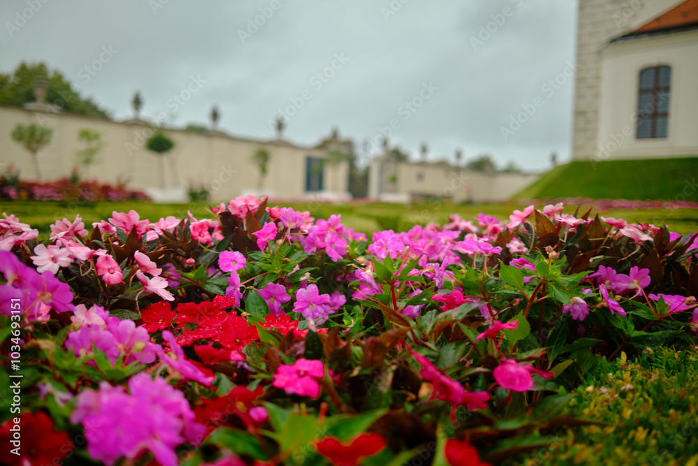 Pink flowers in the gardens of bratislava castle Pink flowers in the gardens of bratislava castle
