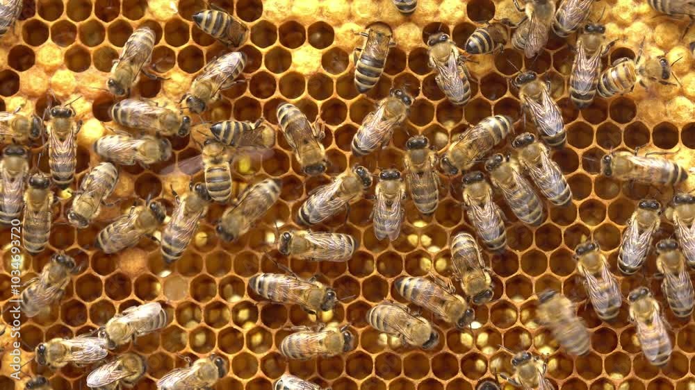 The brood of honey bees develops within a bee hive. Organic apiculture The brood of honey bees develops within a bee hive. Organic apiculture