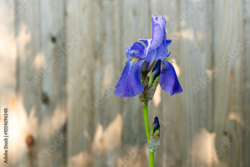 Quadro em tela Violet iris with yellow stamens on a gray wooden fence background