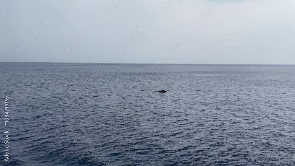 large seabirds hunt for fish above the sea surface large seabirds hunt for fish above the sea surface