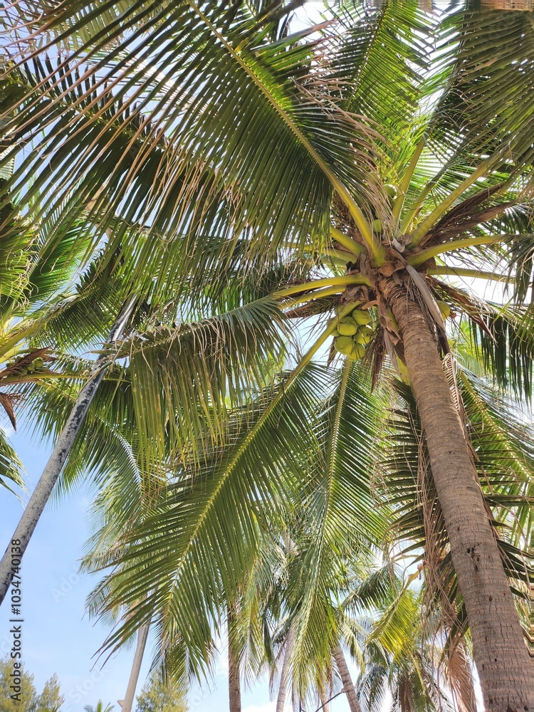 Fototapeta premium Tropical coconut tree leaves palm Thai beach