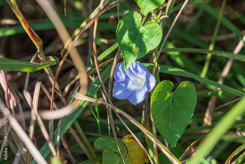 Purple morning glory found on a country road. Ipomoea nil, Lobedleaf pharbitis, picotee morning glory, ivy morning glory photo