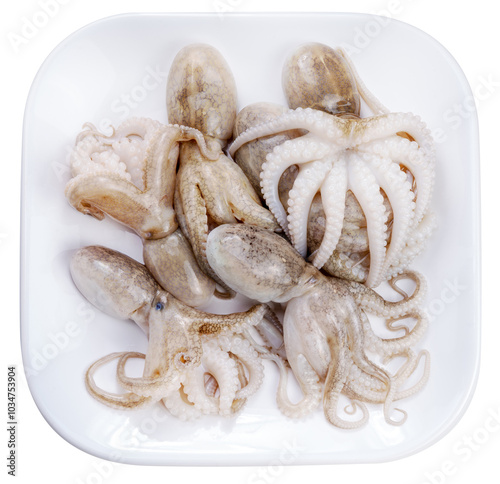 Fresh Baby Octopus in white plate on white background, Raw Baby Octopus  seafood isolate on white PNG File. photo