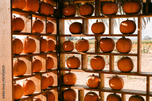 rows of orange pumpkins