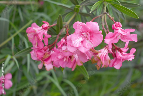 Nerium oleander in bloom, Pink siplicity bunch of flowers and green leaves on branches, Nerium Oleander shrub Pink flowers, ornamental shrub branches in daylight, bunch of flowers closeup photo