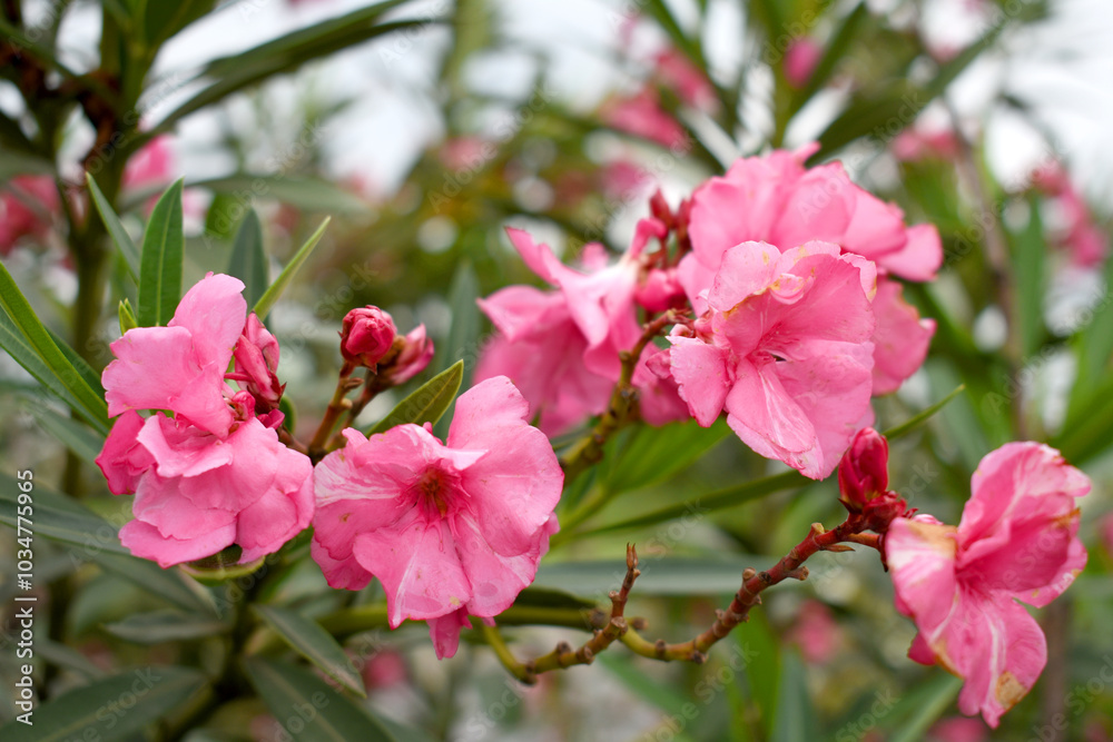 Nerium oleander in bloom, Pink siplicity bunch of flowers and green leaves on branches, Nerium Oleander shrub Pink flowers, ornamental shrub branches in daylight, bunch of flowers closeup Nerium oleander in bloom, Pink siplicity bunch of flowers and green leaves on branches, Nerium Oleander shrub Pink flowers, ornamental shrub branches in daylight, bunch of flowers closeup