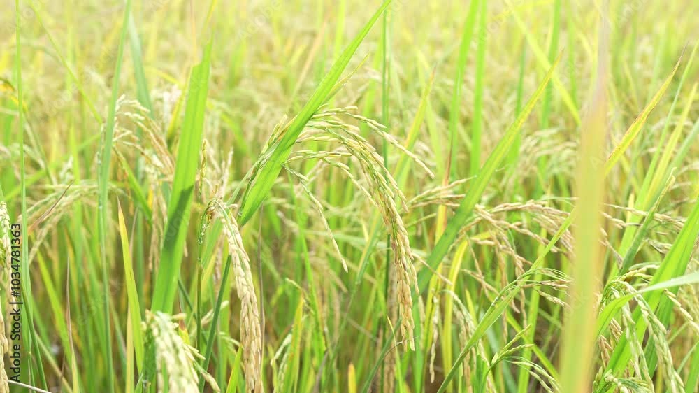 Lush green rice plants in field sway gently, showcasing golden grains ready for harvest, embodying essence of rural agriculture and beauty of natures growth. Lush green rice plants in field sway gently, showcasing golden grains ready for harvest, embodying essence of rural agriculture and beauty of natures growth.