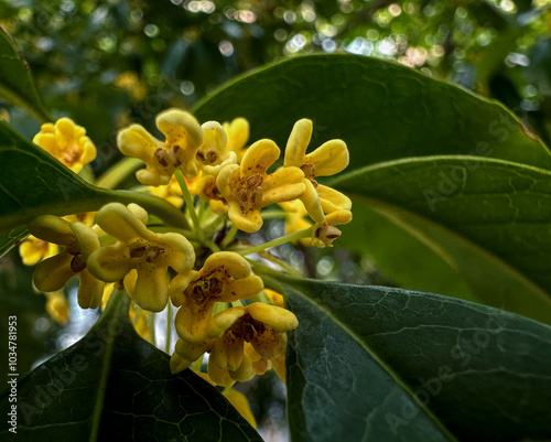 Close-up of flowers of Osmanthus fragrans, also known as sweet osmanthus, sweet olive, tea olive, fragrant olive.