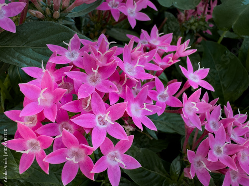 Close-up of pink flowers of Pentas lanceolat, known as Egyptian starcluster. photo