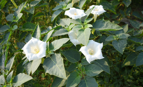 Datura or jimson weed flower closeup, Datura flower, also known as moonflower and jimson weed. Blooms in the evening and each flower only lasts for one day, White flower closeup photo