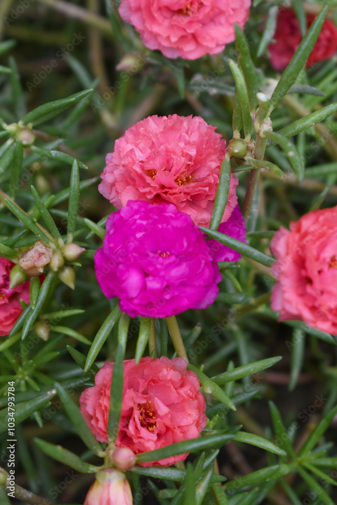 Fototapeta premium Portulaca grandiflora or moss rose purslane flower closeup, Closeup pink moss rose purslane (portulaca grandiflora) flowers in garden tropical, delicate dreamy of beauty of nature with green leaves