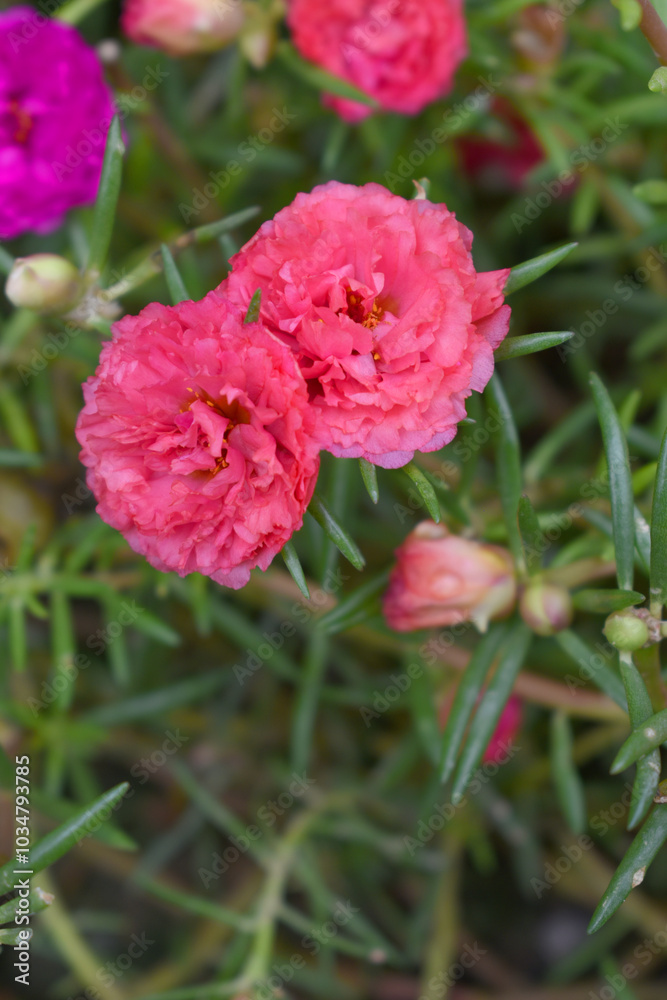 Fototapeta premium Portulaca grandiflora or moss rose purslane flower closeup, Closeup pink moss rose purslane (portulaca grandiflora) flowers in garden tropical, delicate dreamy of beauty of nature with green leaves