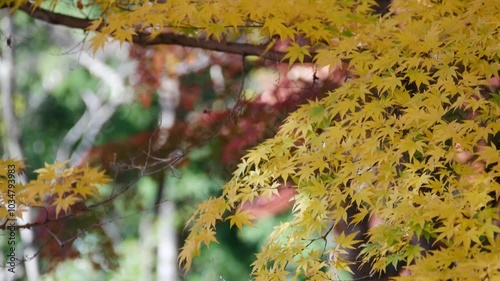 彩り豊かな嵐山渓谷の紅葉