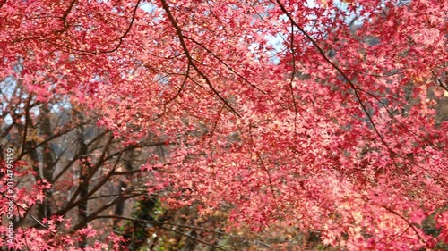 彩り豊かな嵐山渓谷の紅葉