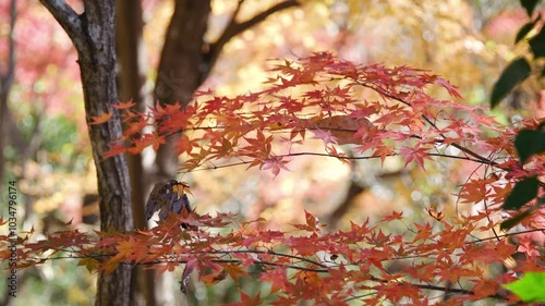 彩り豊かな嵐山渓谷の紅葉