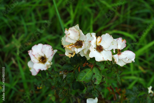 Beautiful White rose flower closeup in garden, A very beautiful rose flower bloomed on the rose tree, Rose flower, bloom flowers, Natural spring flower, Nature