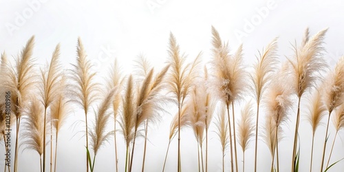 Chinese reed grass isolated on white background