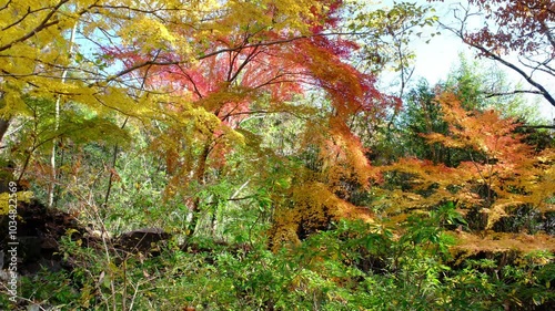 彩り豊かな嵐山渓谷の紅葉