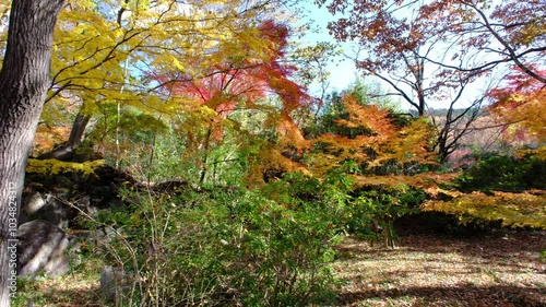 彩り豊かな嵐山渓谷の紅葉