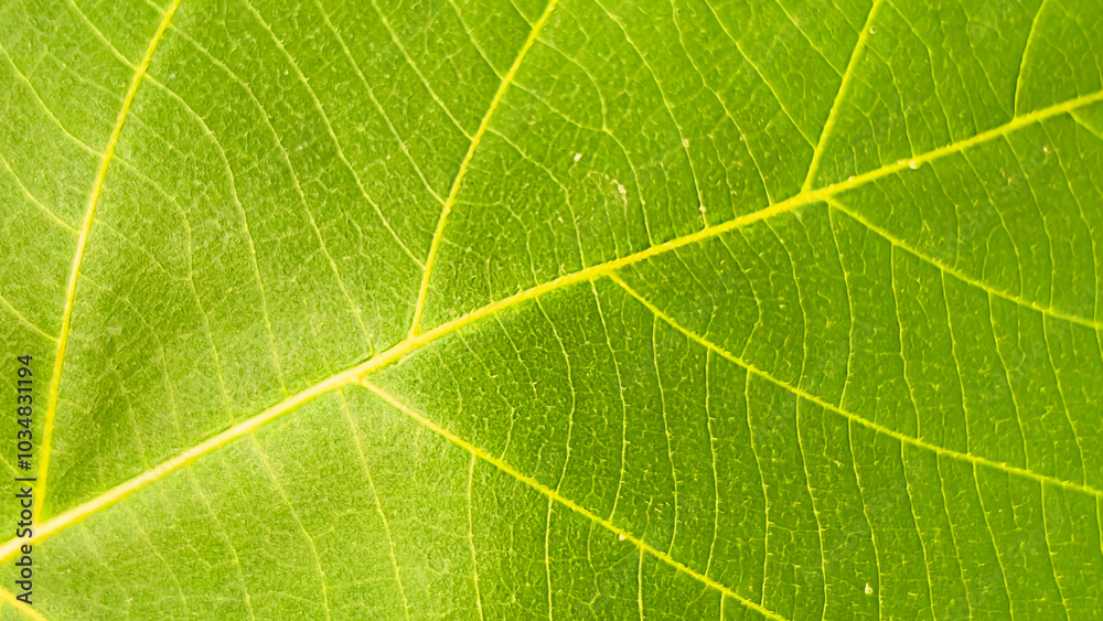 Modern Close-up shot reveals the intricate network of veins and texture on a vibrant green leaf. Natural premium photos for fresh and modern backgrounds. Modern Close-up shot reveals the intricate network of veins and texture on a vibrant green leaf. Natural premium photos for fresh and modern backgrounds.