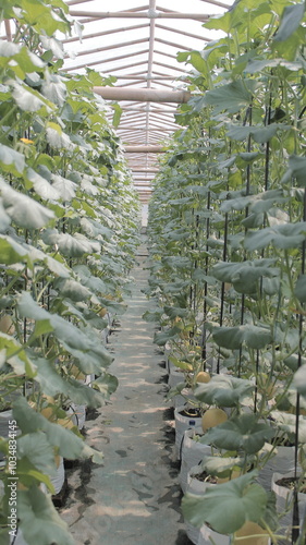 Plants in a greenhouse. Cultivation of melon (honeydew) plants in greenhouse with smart farming methods and modern farming.