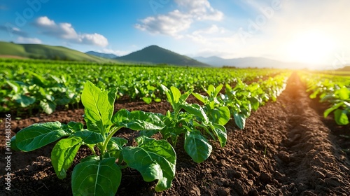 Vibrant vegetable field bathed in sunlight featuring rows of thriving crops and a state of the art irrigation system for sustainable and efficient agricultural production photo