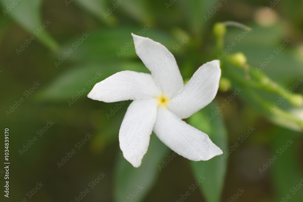 Jasminum sambac (Arabian jasmine or Sambac jasmine) is a species of jasmine native to tropical Asia, white flowers star shape on dark green background, closeup, small white flower, flowers blooming Jasminum sambac (Arabian jasmine or Sambac jasmine) is a species of jasmine native to tropical Asia, white flowers star shape on dark green background, closeup, small white flower, flowers blooming