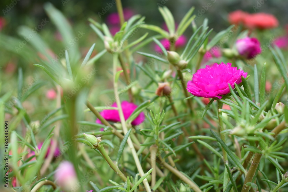 Portulaca grandiflora or moss rose purslane flower closeup, Closeup red moss rose purslane (portulaca grandiflora) flowers in garden tropical, delicate dreamy of beauty of nature with green leaves Portulaca grandiflora or moss rose purslane flower closeup, Closeup red moss rose purslane (portulaca grandiflora) flowers in garden tropical, delicate dreamy of beauty of nature with green leaves