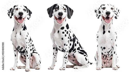 A cute Dalmatian and a playful Great Dane puppy sitting together against a white background
