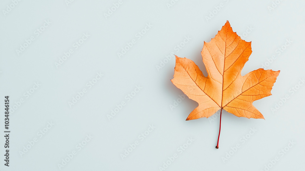 An orange maple leaf on a light blue background An orange maple leaf on a light blue background