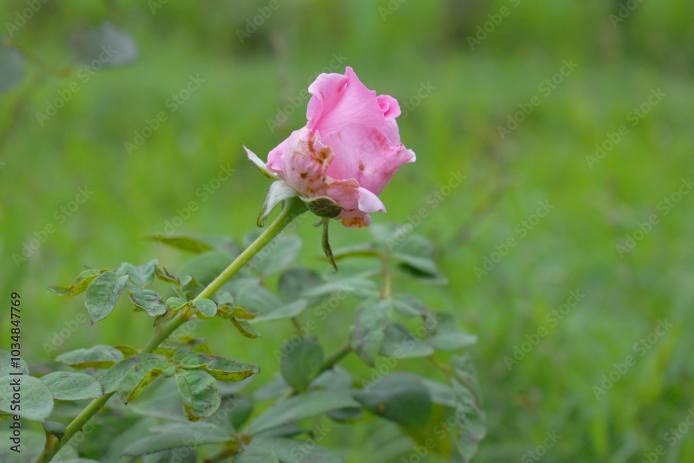 Beautiful pink rose flower closeup in garden, A very beautiful rose flower bloomed on the rose tree, Rose flower, bloom flowers, Natural spring flower, Nature Beautiful pink rose flower closeup in garden, A very beautiful rose flower bloomed on the rose tree, Rose flower, bloom flowers, Natural spring flower, Nature