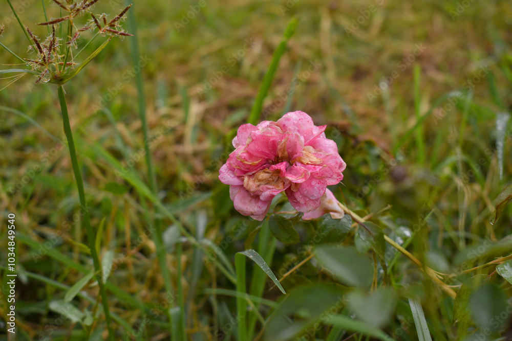 Fototapeta premium Beautiful pink rose flower closeup in garden, A very beautiful rose flower bloomed on the rose tree, Rose flower, bloom flowers, Natural spring flower, Nature