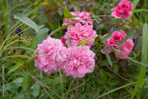 Beautiful pink rose flower closeup in garden, A very beautiful rose flower bloomed on the rose tree, Rose flower, bloom flowers, Natural spring flower, Nature