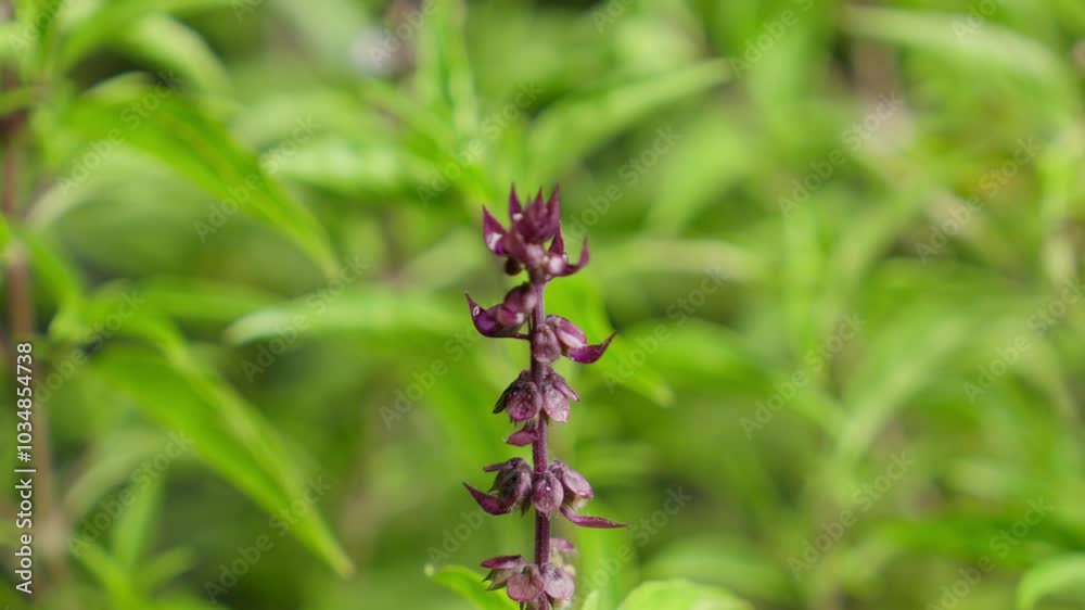 Rain droplets Falling On A Purple Thai Basil Flower (Ocimum Basilicum). Close-up Macro Shot, Outdoor Garden.