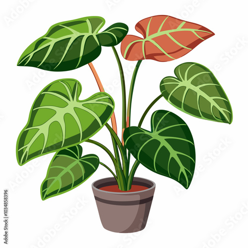 Alocasia small plant