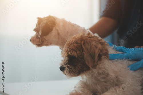 At a modern veterinary clinic, a Panshi Tzu puppy sits on an examination table. Meanwhile, a female veterinarian assesses the health of a healthy dog ​​being examined by a professional veterinarian. photo