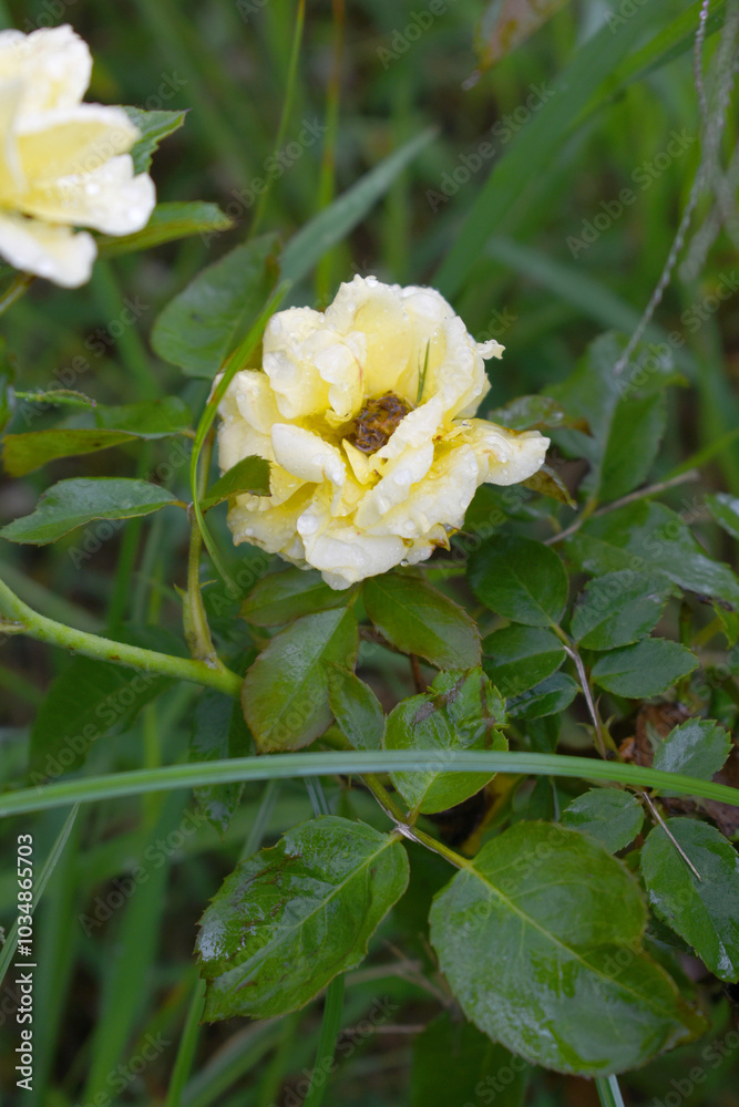 Beautiful yellow rose flower closeup in garden, A very beautiful rose flower bloomed on the rose tree, Rose flower, bloom flowers, Natural spring flower, Nature Beautiful yellow rose flower closeup in garden, A very beautiful rose flower bloomed on the rose tree, Rose flower, bloom flowers, Natural spring flower, Nature