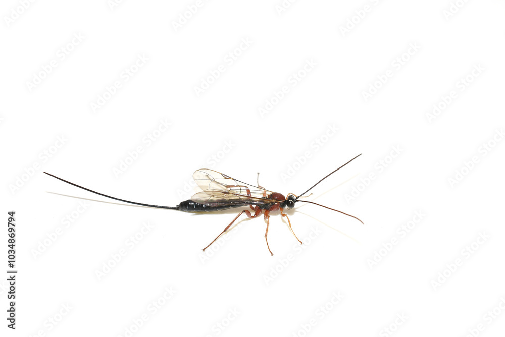 Parasitic wasp from the genus pimplinae isolated on white background