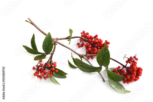 Sambucus racemosa branch with red berries isolated on white background