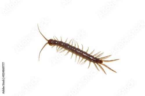 The brown stone centipede Lithobius forficatus isolated on white background