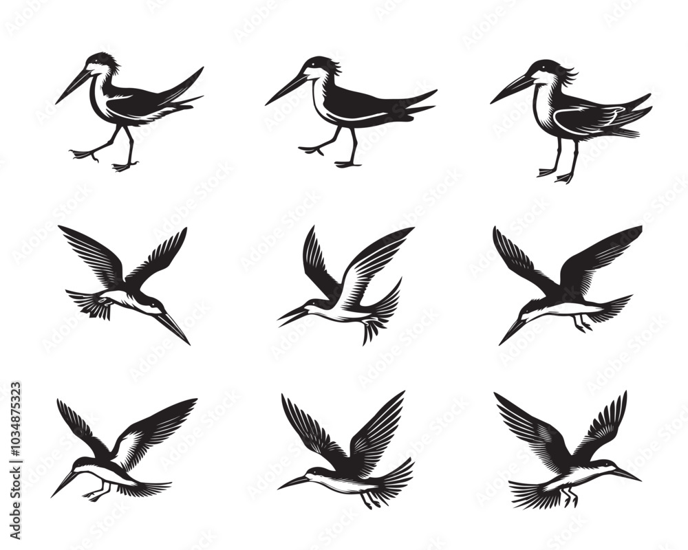 Fototapeta premium Collection of Black Skimmer Vector illustration - Black Skimmer Bird Clipart Design 