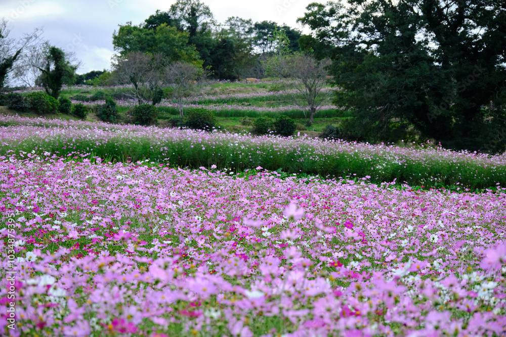 上原高原の秋桜